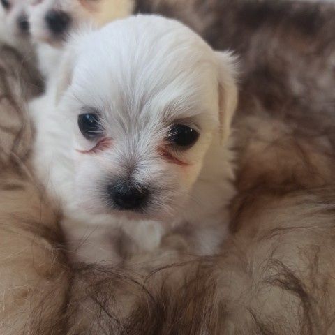 Piesek Samiczka Suczka Suka Maltańczyk Miniaturka