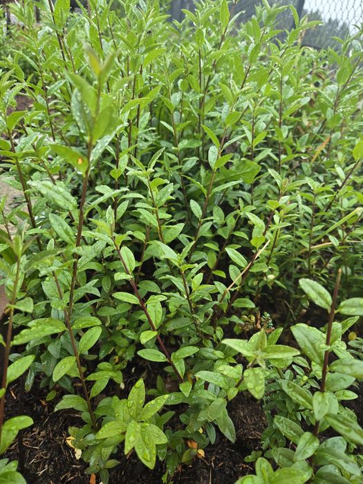 Ligustr zimozielony atrovirens 40cm