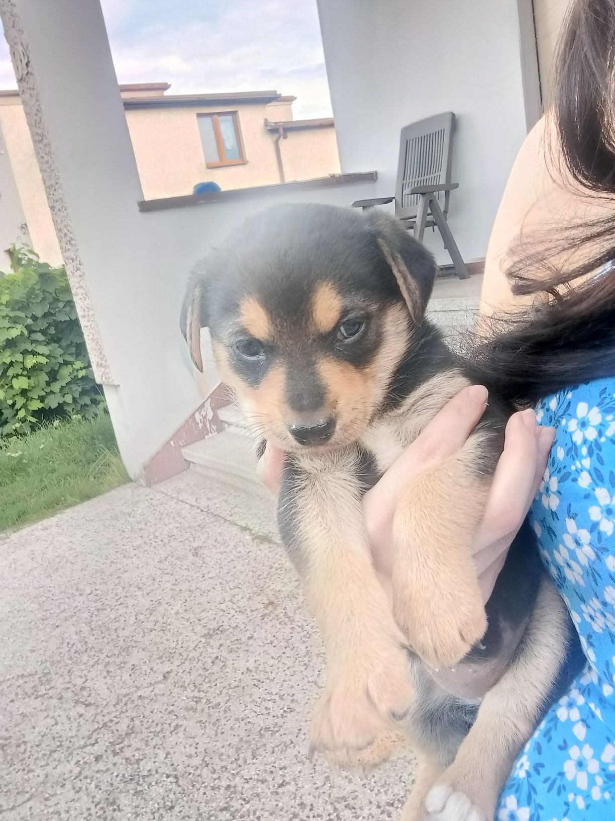 Oddam szczeniaki tylko w dobre ręce!