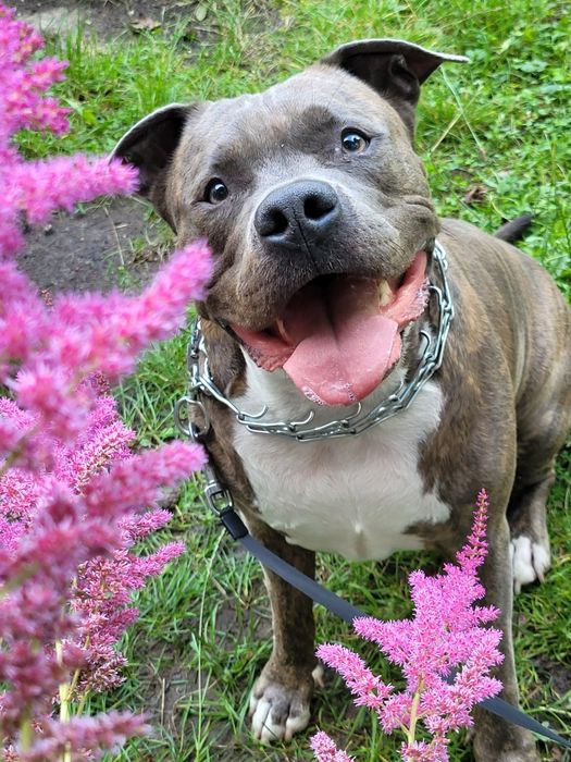 Zadbany amstaff pilnie szuka domu / oddam w dobre ręce