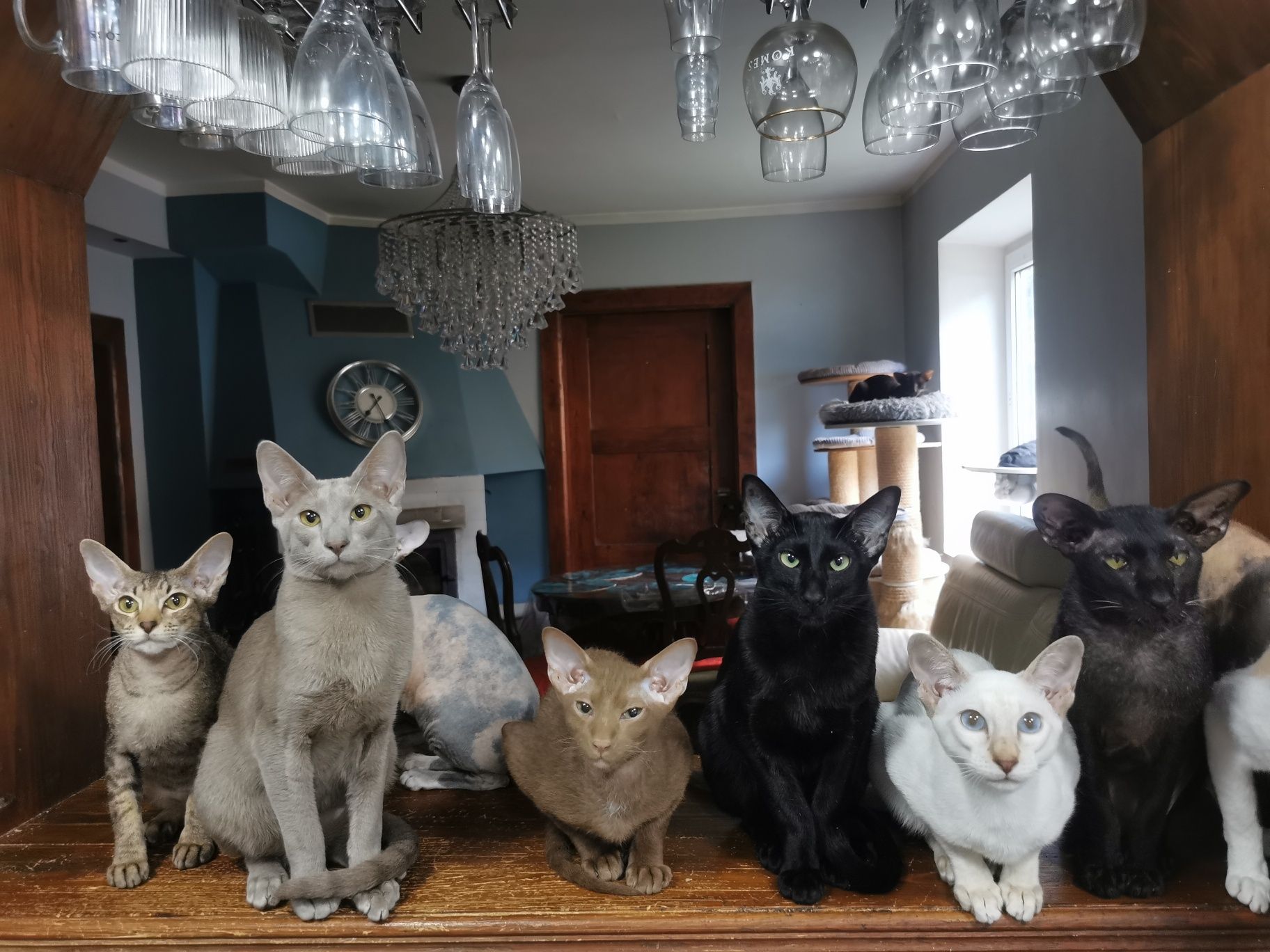 Peterbald kocurek syjamski gotowy do zmiany domku