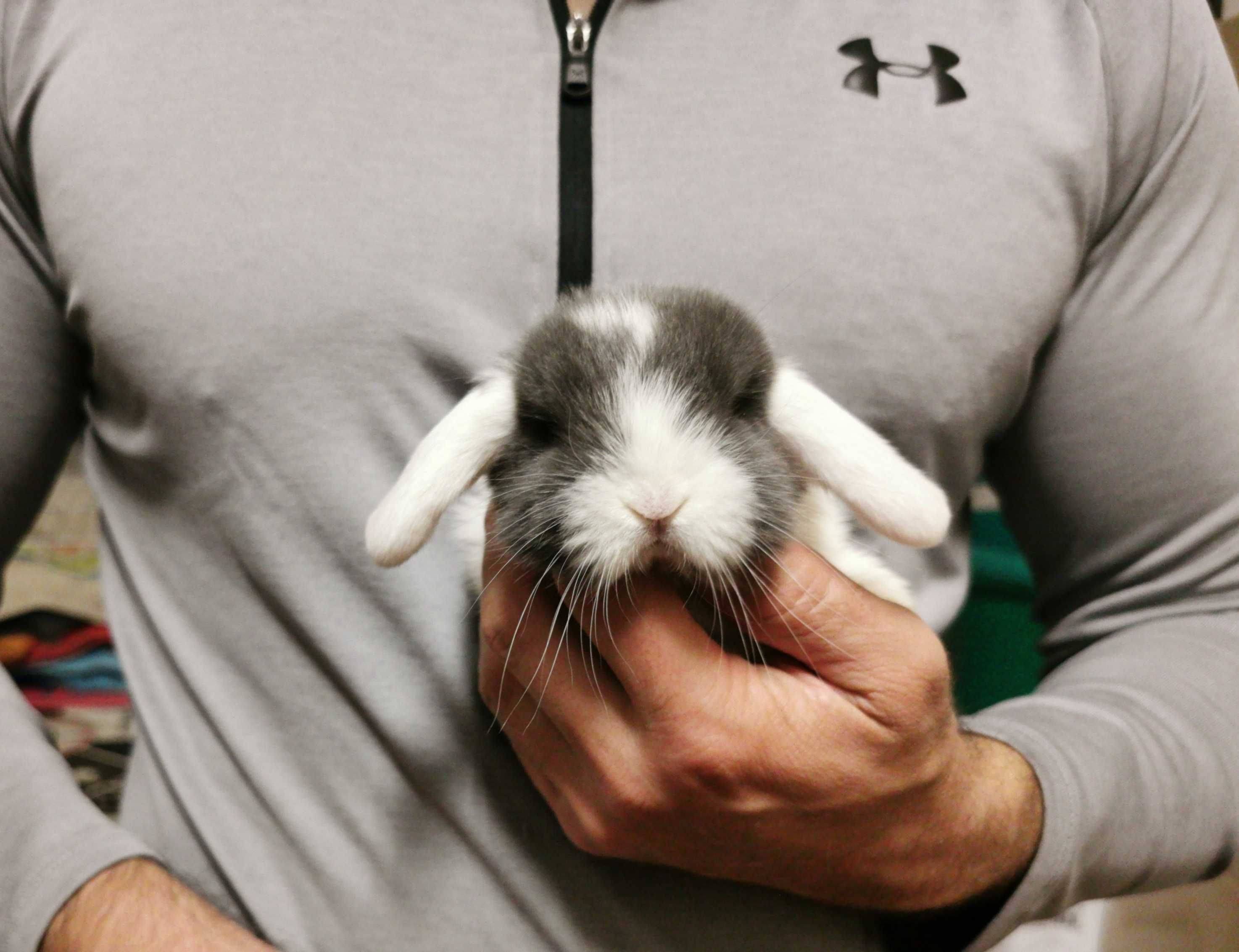 KIT Coelhos anões orelhudos(mini lop) muito dóceis, desparasitados