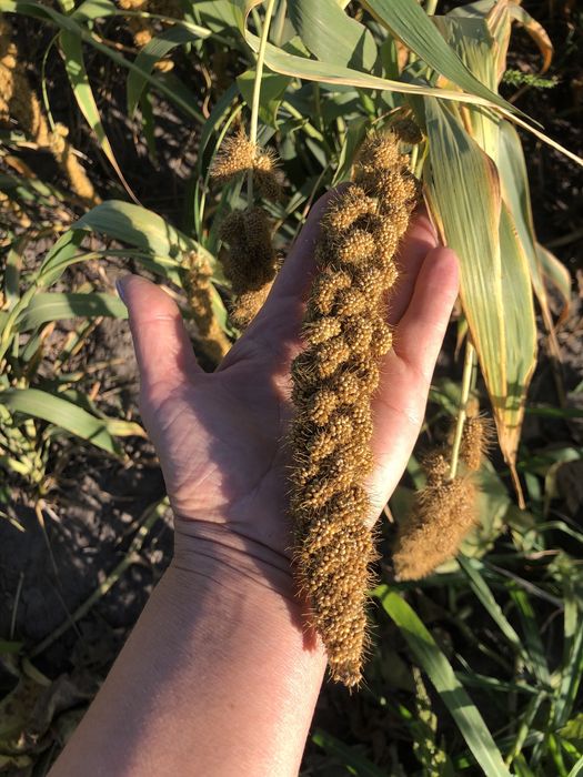 Продам чумизу , урожай 2025 року