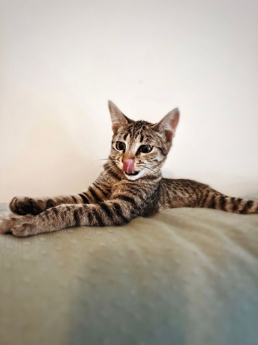 Gatinha 4/5 meses para adoção responsável