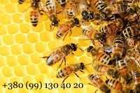 Пчелопакеты, пчелосемьи, бджолосім'ї, пчелки, матки.