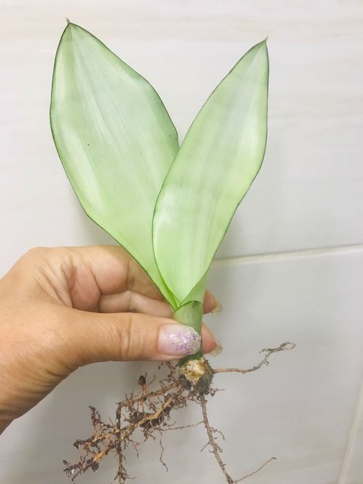 Сансевиерия Муншайн вариегатный