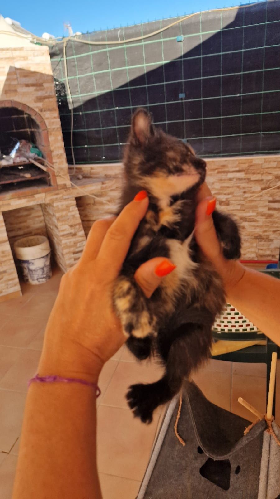 Adoção de gatinhos com 6 semanas