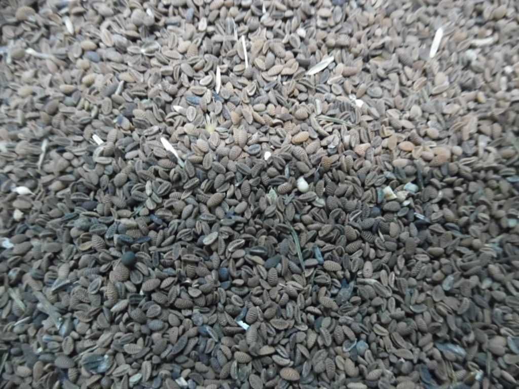 2 kg nasion faceli  POPLON miododajna niedesykowana 2023 WYSYŁKA
