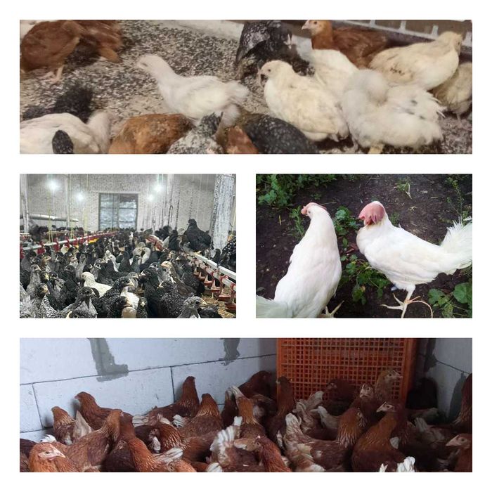 Продам кури несушки! Доставка безкоштовна. Короп!