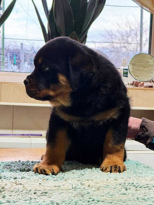 цуценята ротвейлера, які підкорять ваше серце!