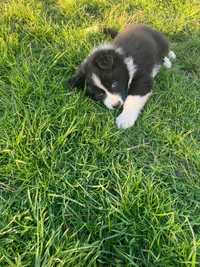 Border collie  Szczeniaki