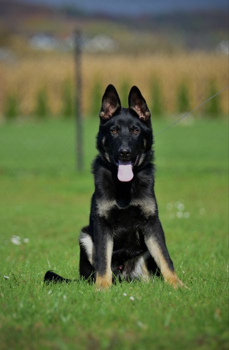 Owczarek niemiecki linia użytkowa