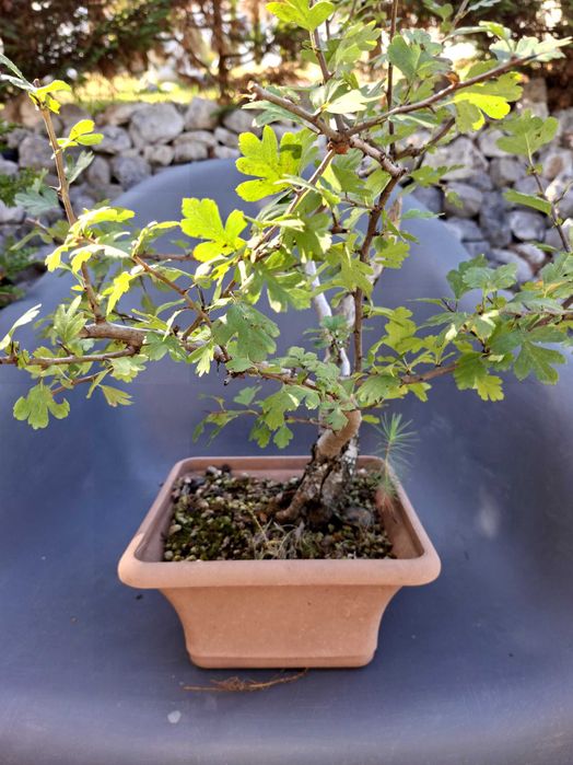 Pré-Bonsai Crataegus monogyna