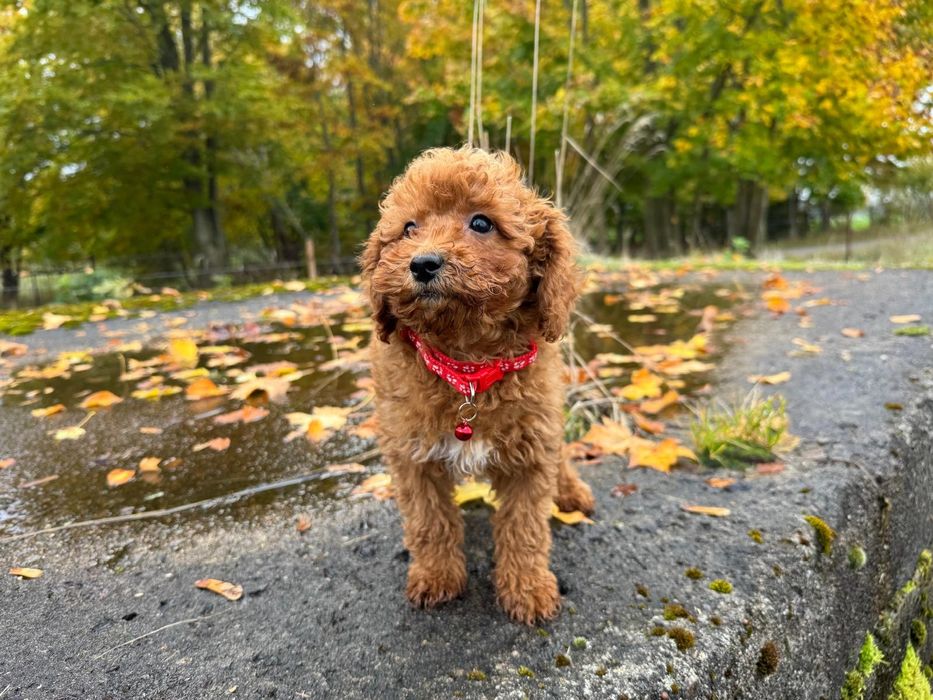 pudel miniaturowy suczka