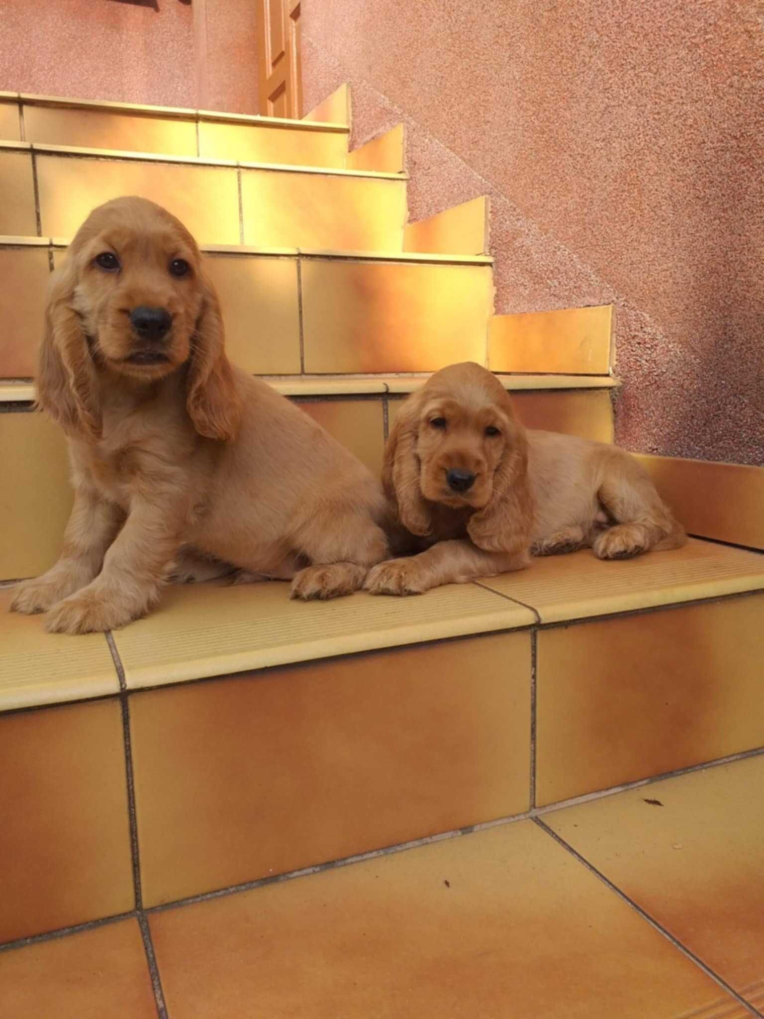 Cocker Spaniel - biszkoptowy