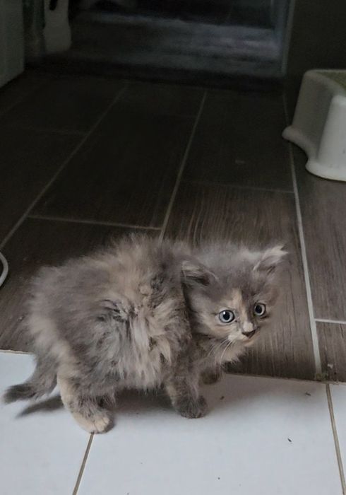 Двоє маленьких гарненьких кошенят шукають родину