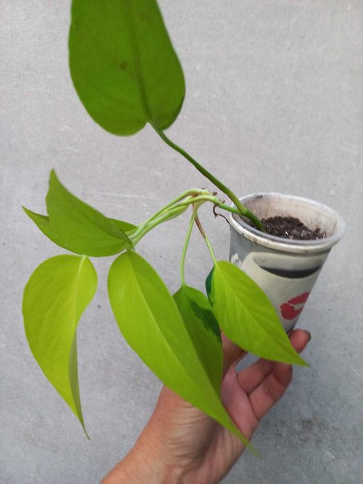 Епіпремнуми,  Драцена запашна Кімнатні квіти