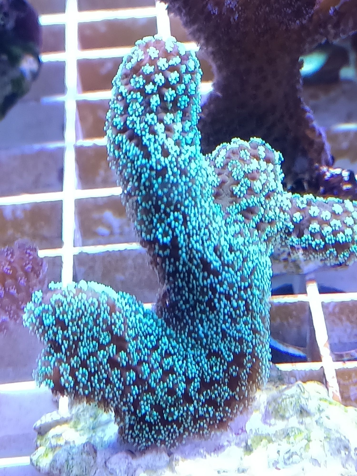 Koralowce morskie