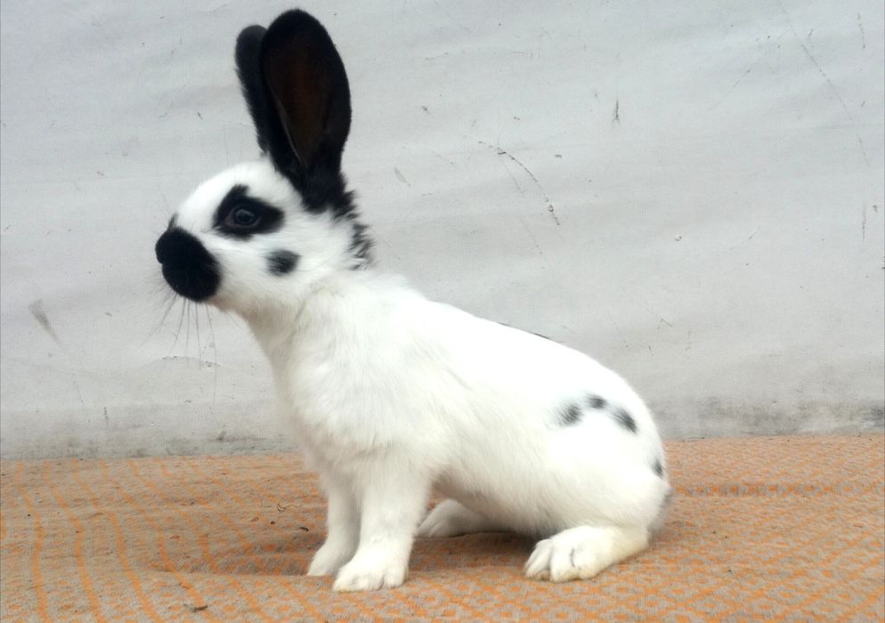 Немецкий строкач