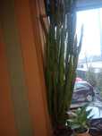 Wilczomlecz trójżebrowy Euphorbia trigona, sadzonka i Koleus-Pokrzywka