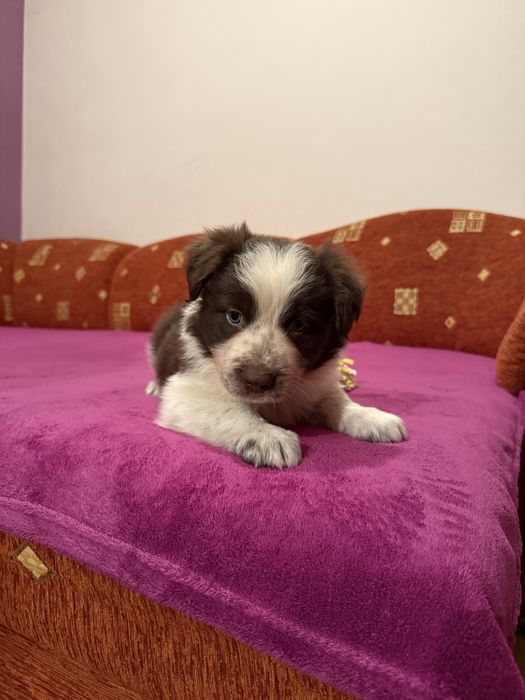 Piesek Border Collie