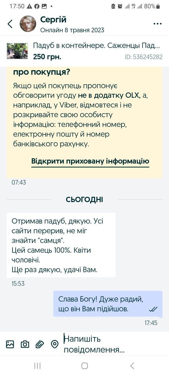 Падуб в контейнере. Саженцы Падуба остролистного, 40см диаметр