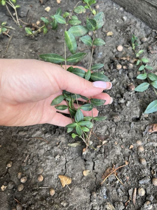 Барвинок вариегатный и атропурпурея