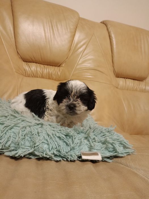 Suczka shih-tzu szczeniak