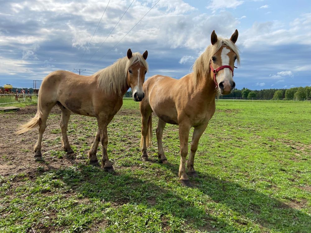Haflinger 2latki zgrany duet
