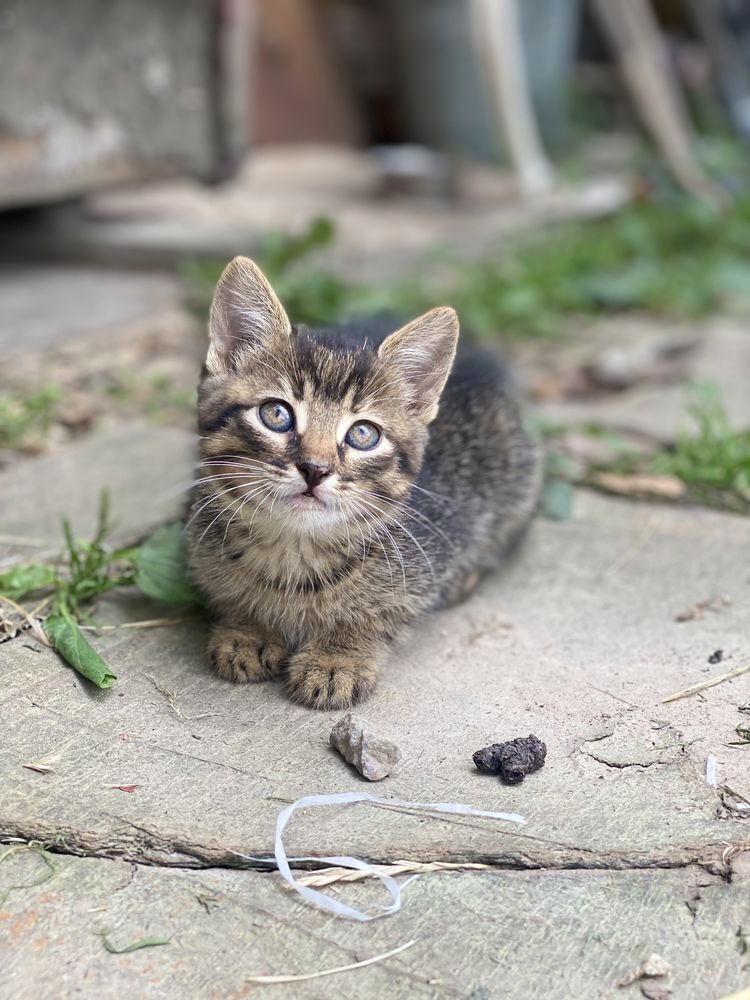 Віддамо подаруємо котенят