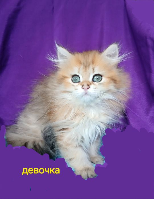 Золотая шиншилла длинношерстная британская