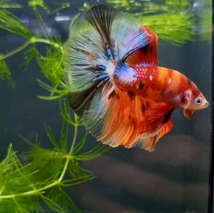 Bojownik HM nemo