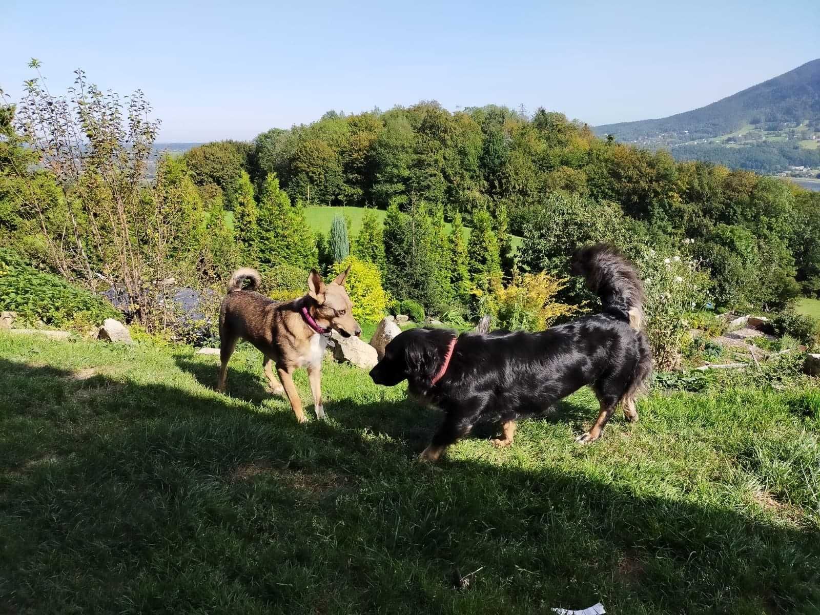 USIA szuka spokojnego, ciepłego, kochającego domku. Adopcja!