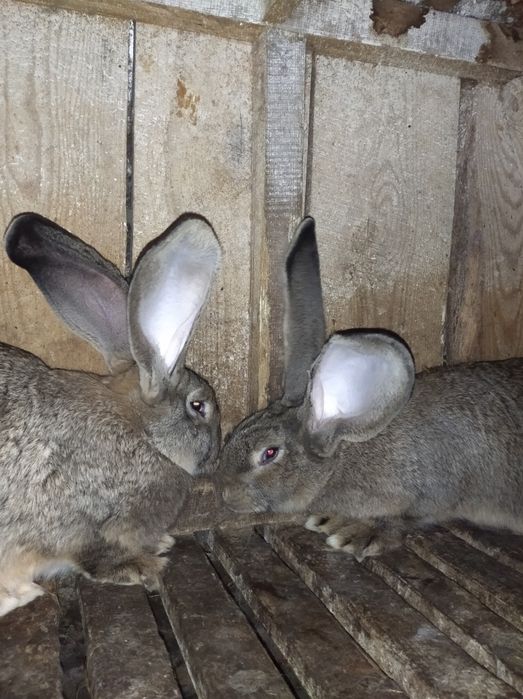 Кролі бельгійський велетень фландр