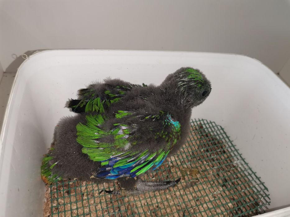 Macho de Papagaio ecletus