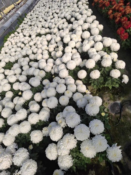 Chryzantemy drobnokwiatowe, wielkokwiatowe, jedno i 3 kolorowe