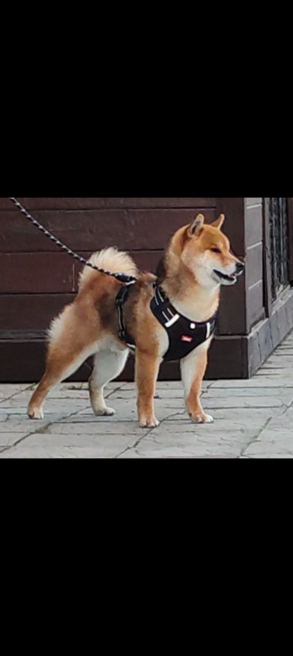 Шиба Ину,Сіба Іну(Shiba·inu) 21месяц