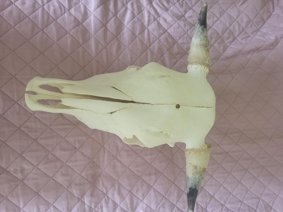 Czaszka krowy - weterynaria nauka anatomii
