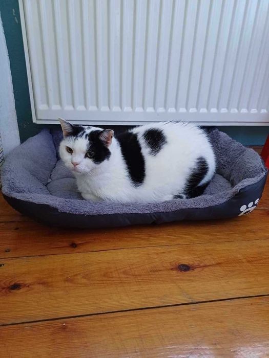 Kot Koziołek do adopcji