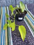 Epipremnum neon 1