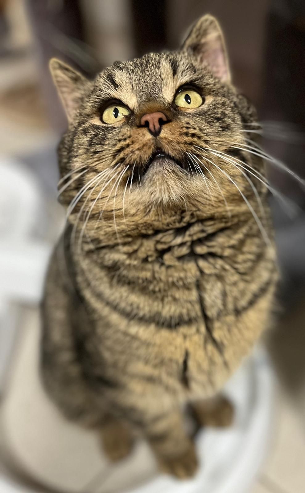 Kotek do adopcji