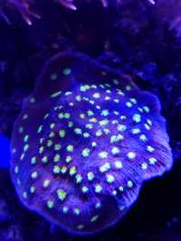 Echinophyllia koralowiec LPS