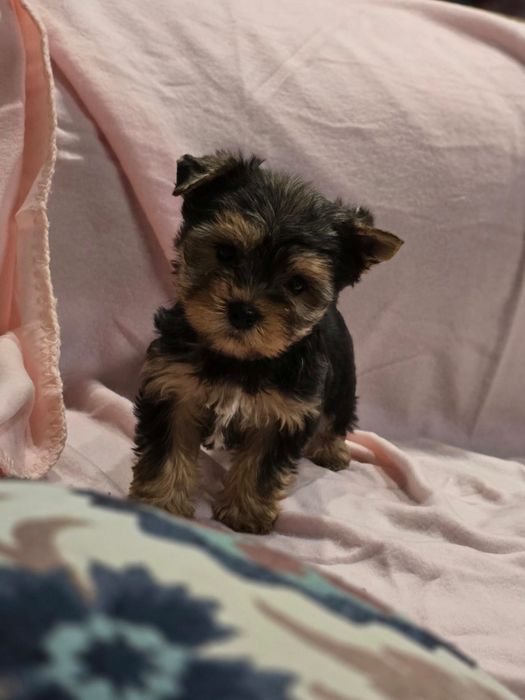Suczka mini Yorkshire terrier