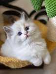 Kocurek Ragdoll - Melon