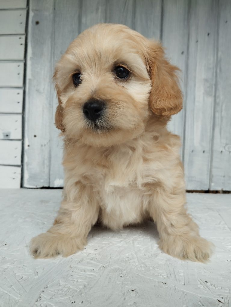 Cavapoo f1b , piesek Moris ( nie maltipoo pudel maltańczyk cavalier)