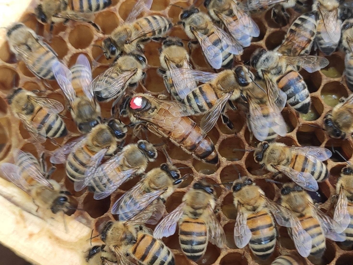 Od ręki Buckfast KB matki unasiennione czerwiące Pasieka Wolinia