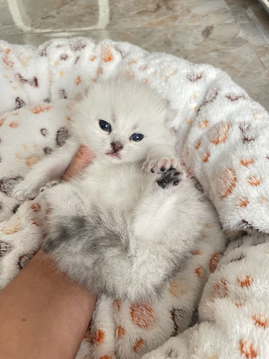 Серебриста шиншила