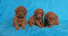MALTIPOO "Maltipoo" * Hybryda Pudel Toy & Maltańczyk