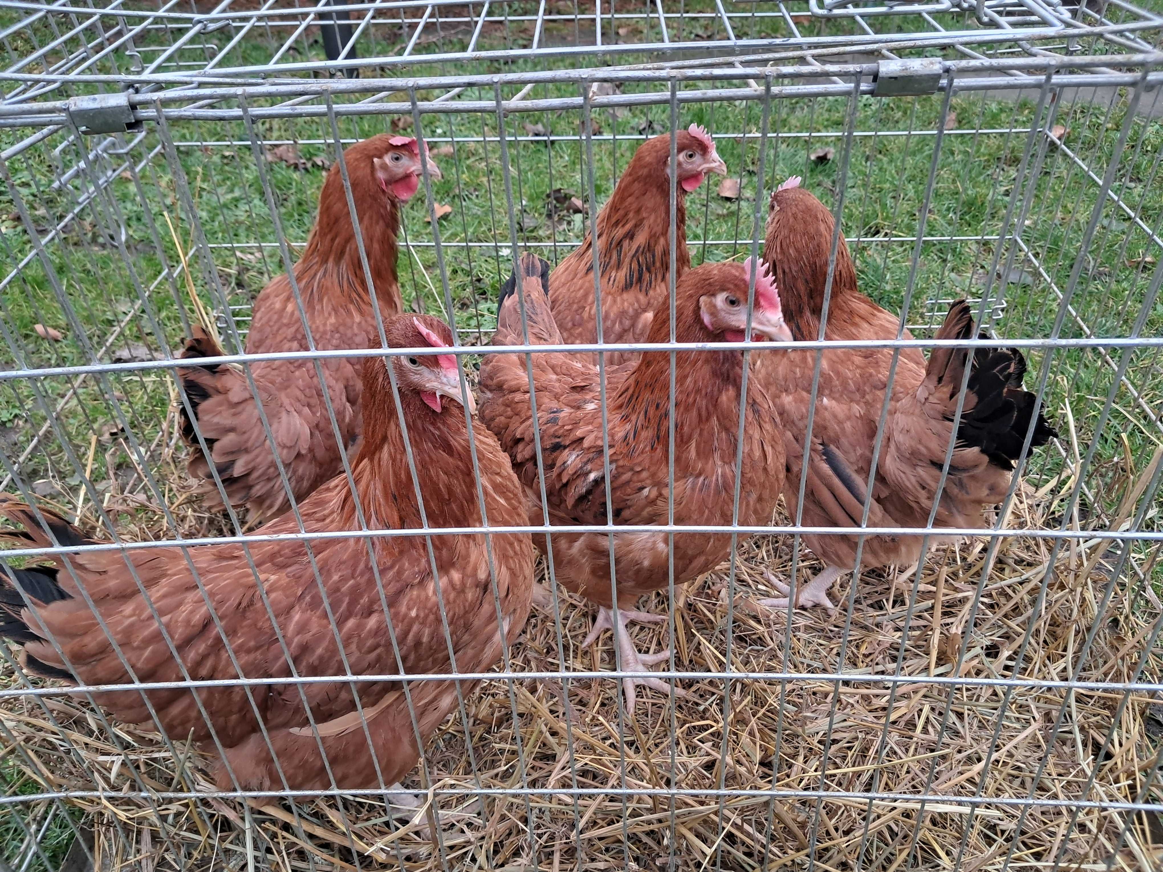 KURY kurki nioski ROSA DOMINANT LEGHORN młode zdrowe Transport