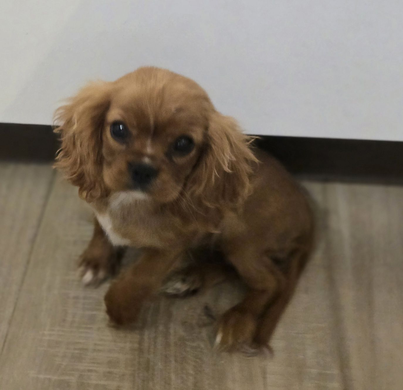 King Charles spaniel sunia